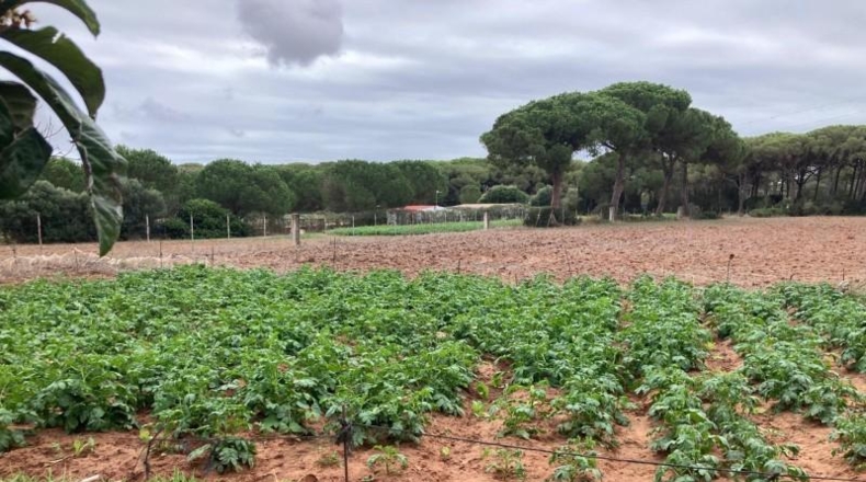 Cádiz - Vejer de la Frontera - 6210m2
