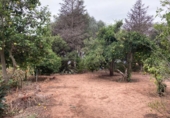 Casa de camp amb terreny en venda a la España, Vejer de la Frontera, ref.: TR151764 foto