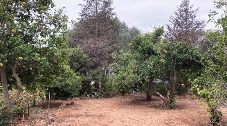 Cádiz - Vejer de la Frontera - 6210m2