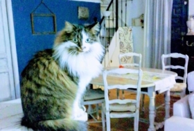 Foto 6