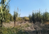 Terreny no urbanitzable en venda a la España, Múrcia, ref.: TR328545 foto
