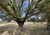 Parcel·la urbanitzable en venda a la España, Galapagar, ref.: TR176712 foto