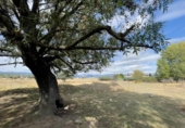 Parcel·la urbanitzable en venda a la España, Galapagar, ref.: TR176712 foto