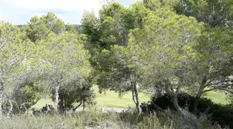 Alicante - Orihuela - 1258m2