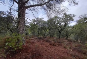 Còrdova 83944&nbsp;m² 