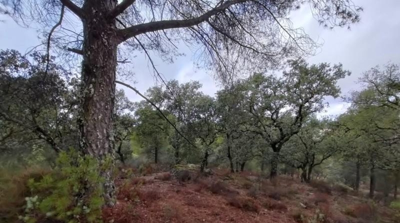 Córdoba - Córdoba - 83944m2