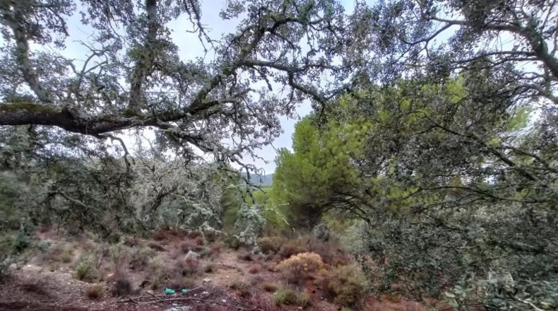 Córdoba - Córdoba - 83944m2