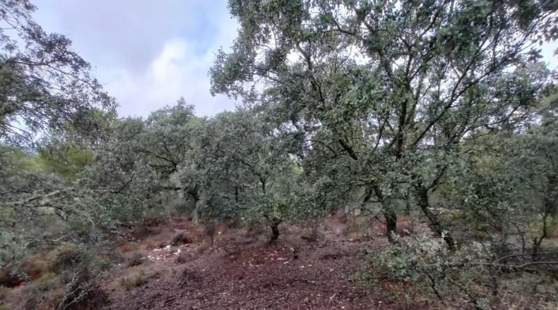 Córdoba - Córdoba - 83944m2