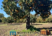 Casa de campo con terreno en venta en la España, Prado del Rey, ref: TR324971 foto