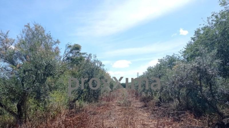 Seville - Alcalá de Guadaíra - 43188m2