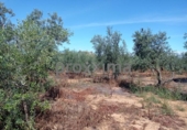 Terreny no urbanitzable en venda a la España, Alcalá de Guadaíra, ref.: TR288187 foto