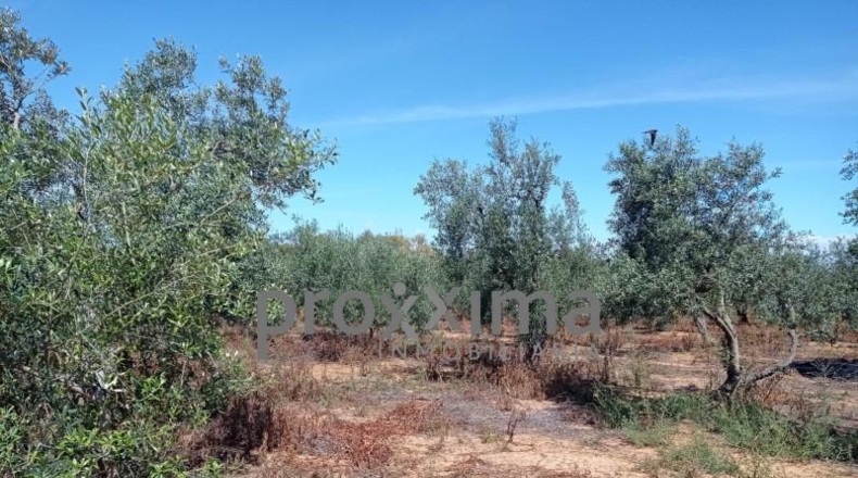 Seville - Alcalá de Guadaíra - 43188m2