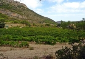 Finca rústica en venda a la España, Xaló, ref.: TR297467 foto