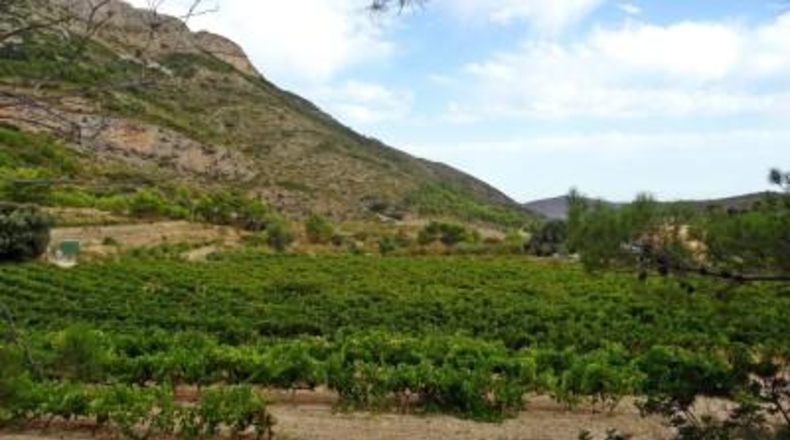 Alicante - Халон - 35891m2