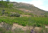 Finca rústica en venda a la España, Xaló, ref.: TR297467 foto