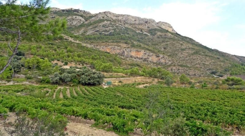 Alicante - Халон - 35891m2