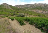Finca rústica en venda a la España, Xaló, ref.: TR297467 foto