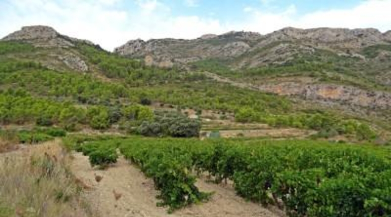 Alicante - Халон - 35891m2