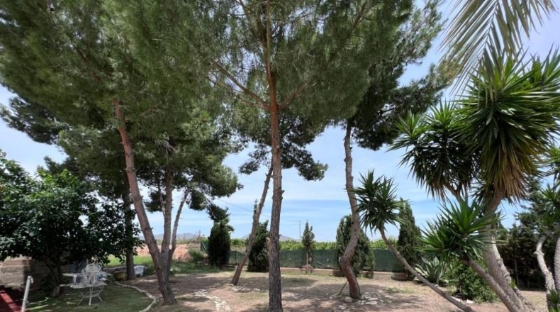 Alicante - Novelda - 5500m2