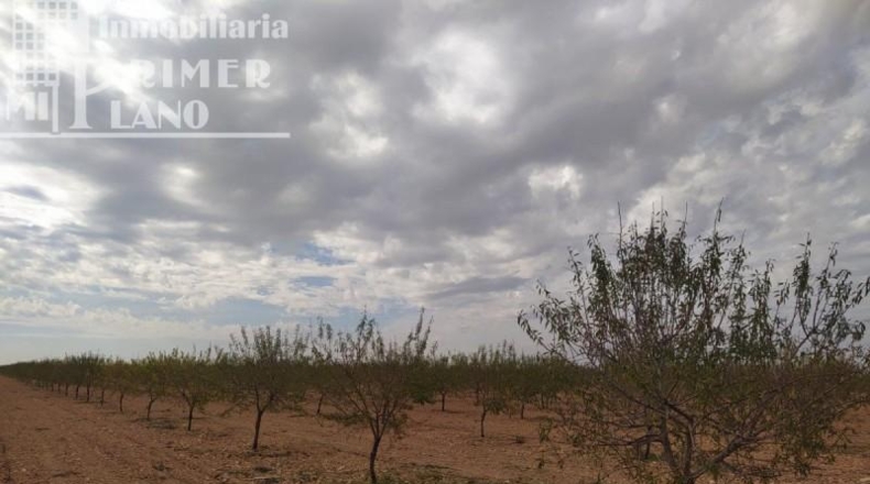Ciudad Real - Tomelloso - 122802m2