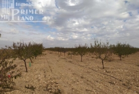 Tomelloso 122802&nbsp;m²