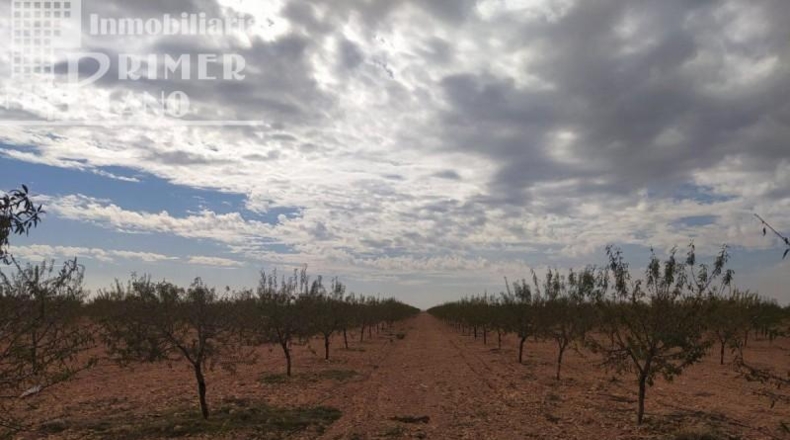 Ciudad Real - Tomelloso - 122802m2