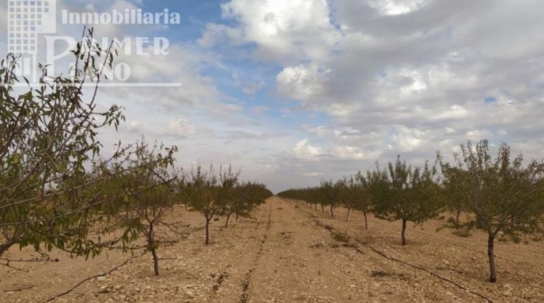 Ciudad Real - Tomelloso - 122802m2