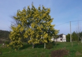 Finca rústica en venda a la España, San Vicente de la Barquera, ref.: TR294629 foto