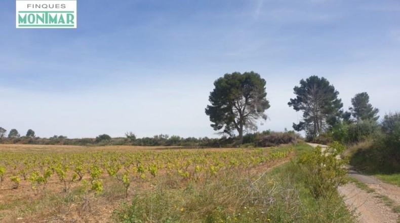 Tarragona - Renau - 200000m2