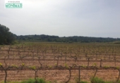 Chalet independiente con terreno en venta en la España, Renau, ref: TR139389 foto