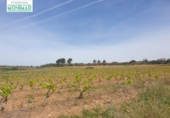 Chalet independiente con terreno en venta en la España, Renau, ref: TR139389 foto