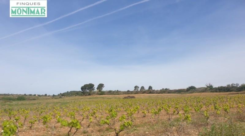 Tarragona - Renau - 200000m2