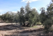 Terreny no urbanitzable en venda a la España, Lucena, ref.: TR242651 foto