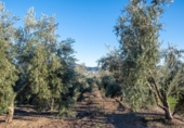 Xalet independent amb terreny en venda a la España, Vilches, ref.: TR168880 foto