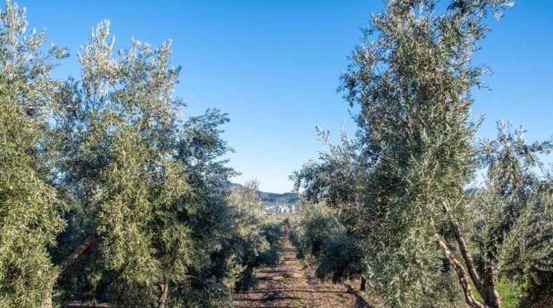 Jaén - Vilches - 30000m2
