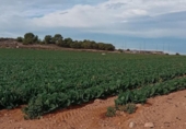 Sòl urbà en venda a la España, Múrcia, ref.: TR328783 foto