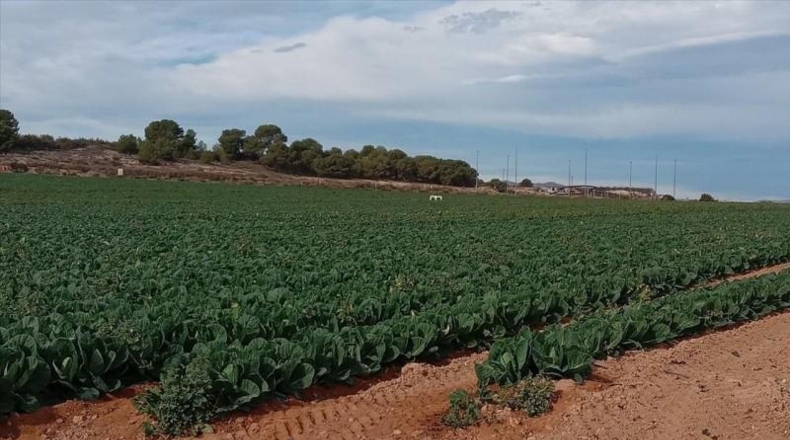 Murcia - Мурсия - 16267m2
