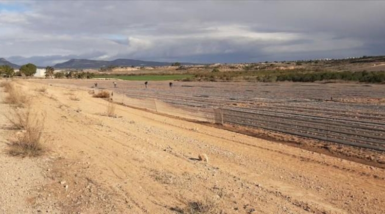 Murcia - Мурсия - 16267m2