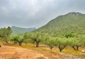 Xalet independent amb terreny en venda a la España, Roquetes, ref.: TR315370 foto