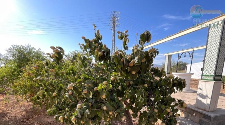 Murcia - Фуэнте Аламо де Мурсия - 17000m2