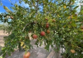 Загородный дом с участком на продажу в городе Fuente Álamo Фото