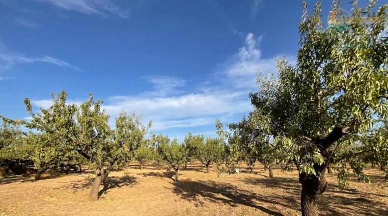 Murcia - Фуэнте Аламо де Мурсия - 17000m2