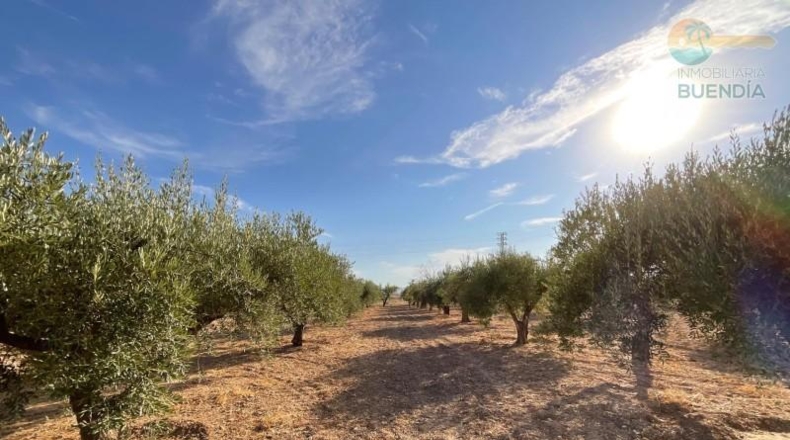 Murcia - Фуэнте Аламо де Мурсия - 17000m2