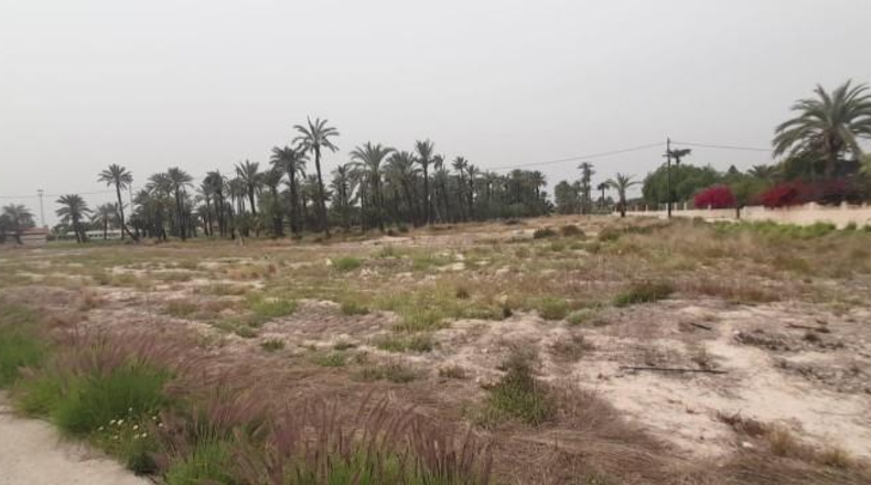 Alicante - Elche - 32000m2