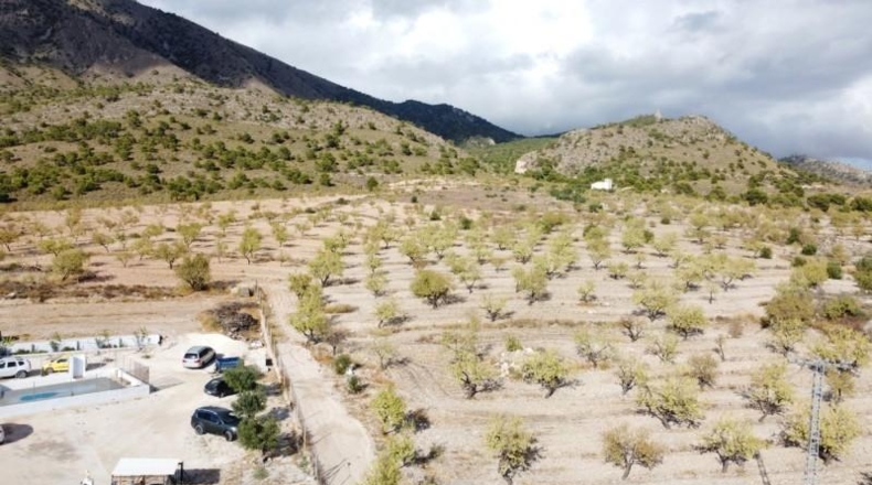 Murcia - Jumilla - 25000m2