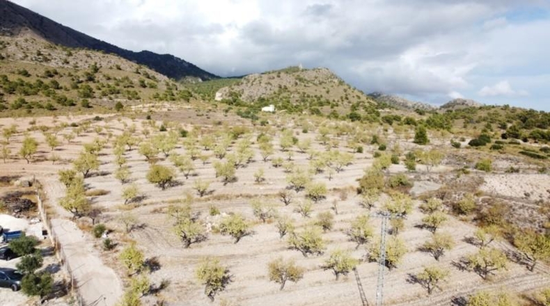 Murcia - Jumilla - 25000m2