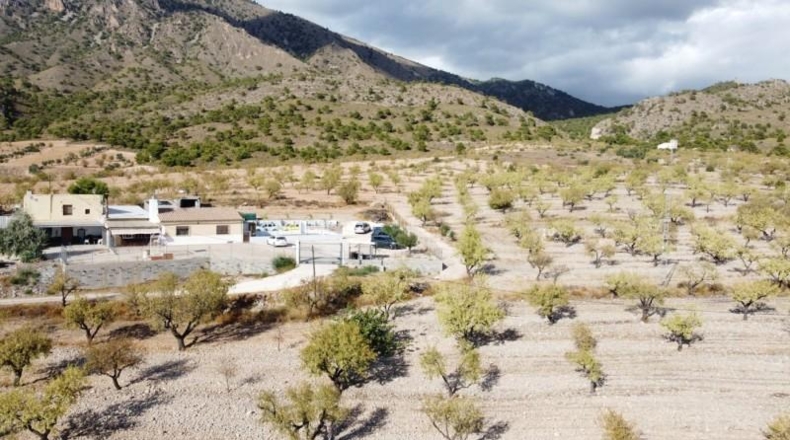 Murcia - Jumilla - 25000m2