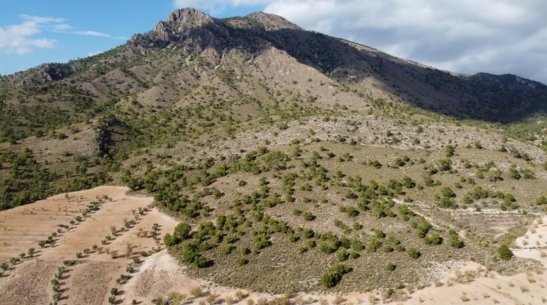Murcia - Jumilla - 25000m2