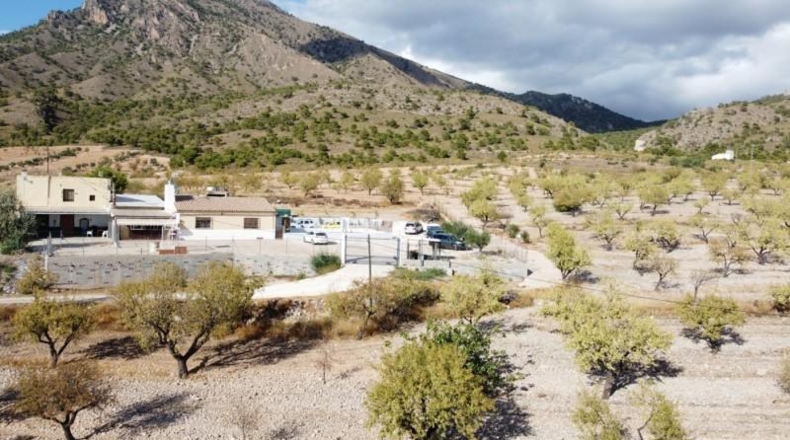 Murcia - Jumilla - 25000m2