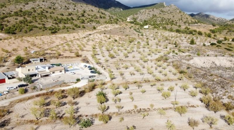 Murcia - Jumilla - 25000m2